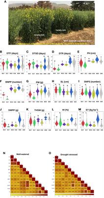 Dissection of quantitative trait nucleotides and candidate genes associated with agronomic and yield-related traits under drought stress in rapeseed varieties: integration of genome-wide association study and transcriptomic analysis